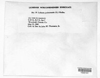Lobaria pulmonaria image